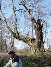 the thousand-year-old linden tree